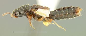 Media type: image;   Entomology 24064 Aspect: habitus lateral view
